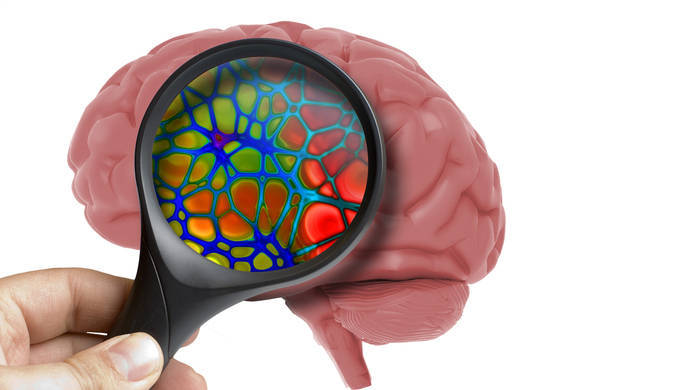 人脑类器官细胞首次被植入幼年大鼠大脑，结果发现……