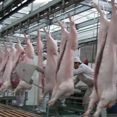养什么品种猪能卖个好价钱？不同品种生猪宰后标准出肉率汇总_资料_皮杜_小时