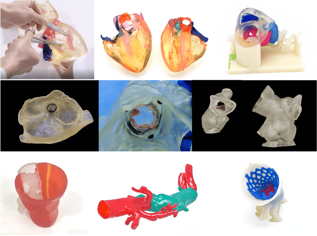 猪扁桃体3d解剖示例图图片