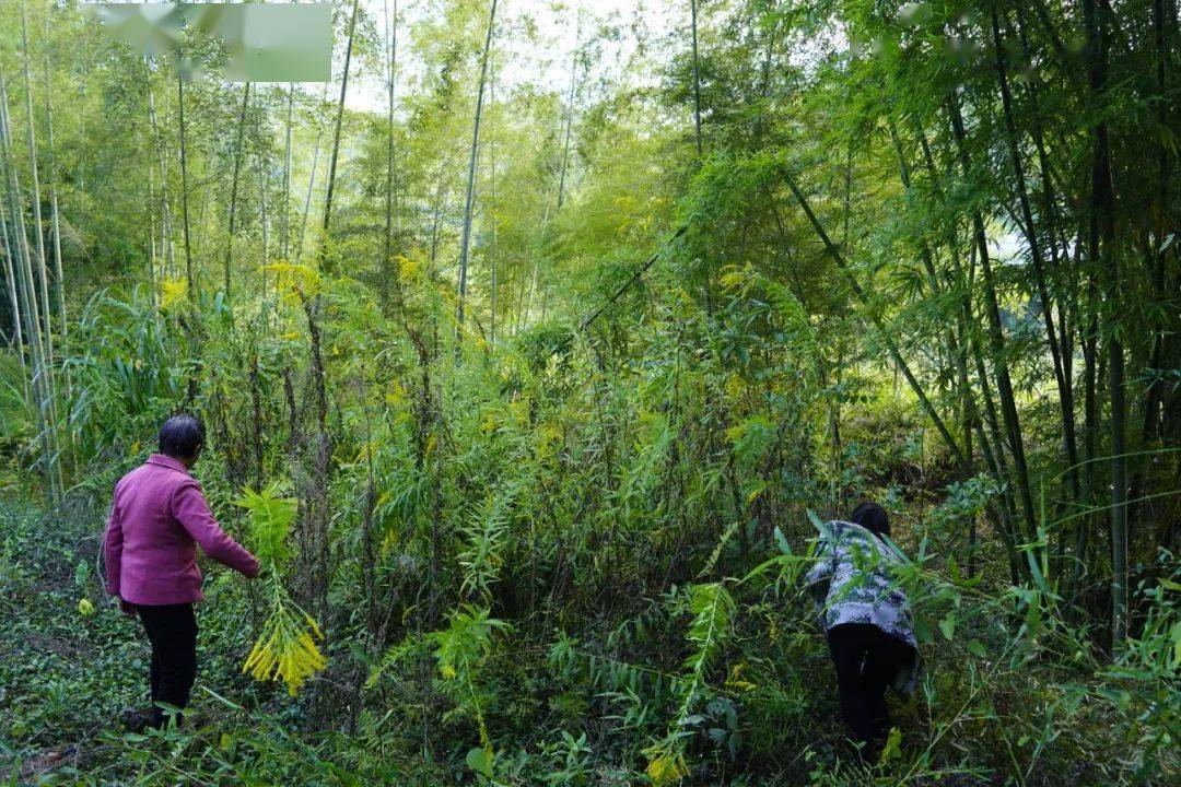 被稱為生態殺手,霸王花,嚴重排擠本地物種生長,影響當地的生物