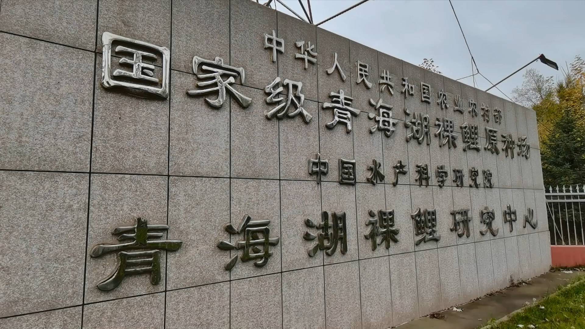 省西宁市的青海湖裸鲤救护中心承担了青海湖裸鲤的人工增殖放流任务