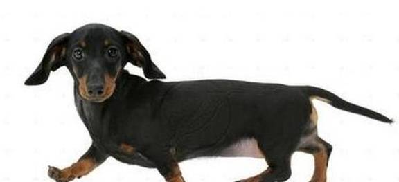 寿命最长的几种狗狗 它们能够更多时间 陪伴 你 你家有吗 柯基 生活 因为