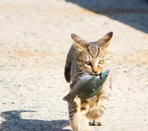 干啥啥不行,吃鱼第一名!_太阳_猫咪_阳光