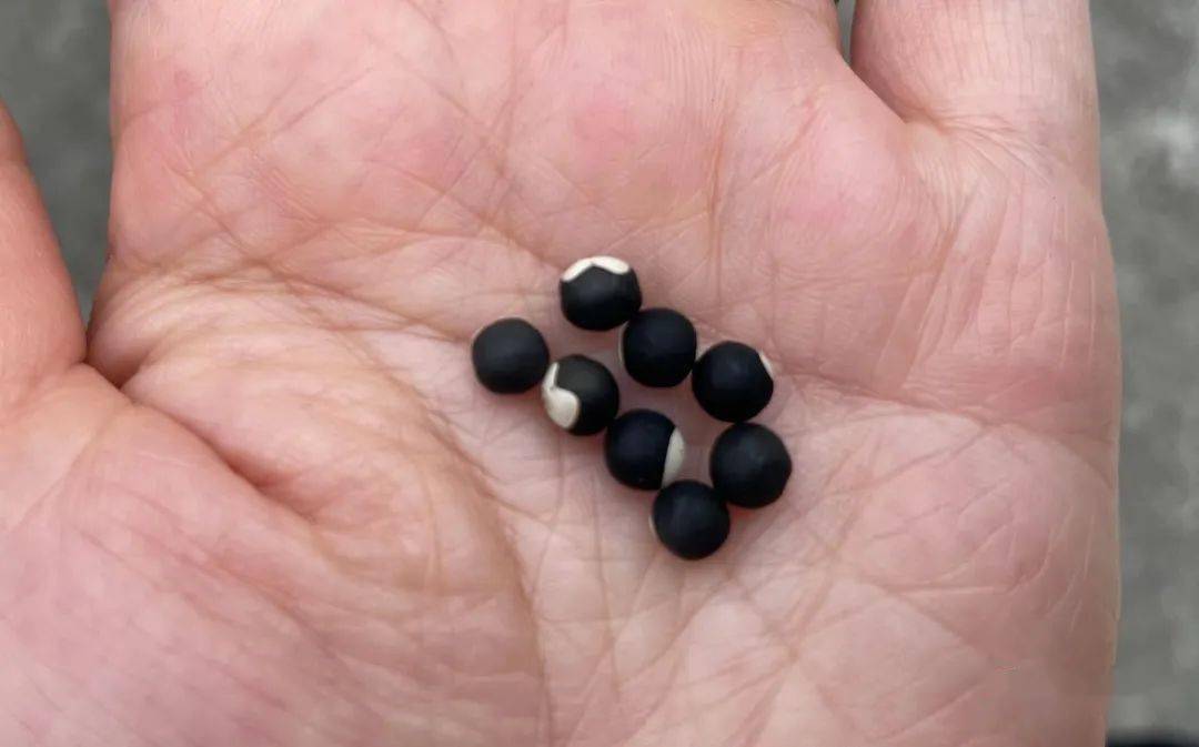 不能接受,印象里,无患子科的植物都是如龙眼,荔枝,栾树这样的高大乔木