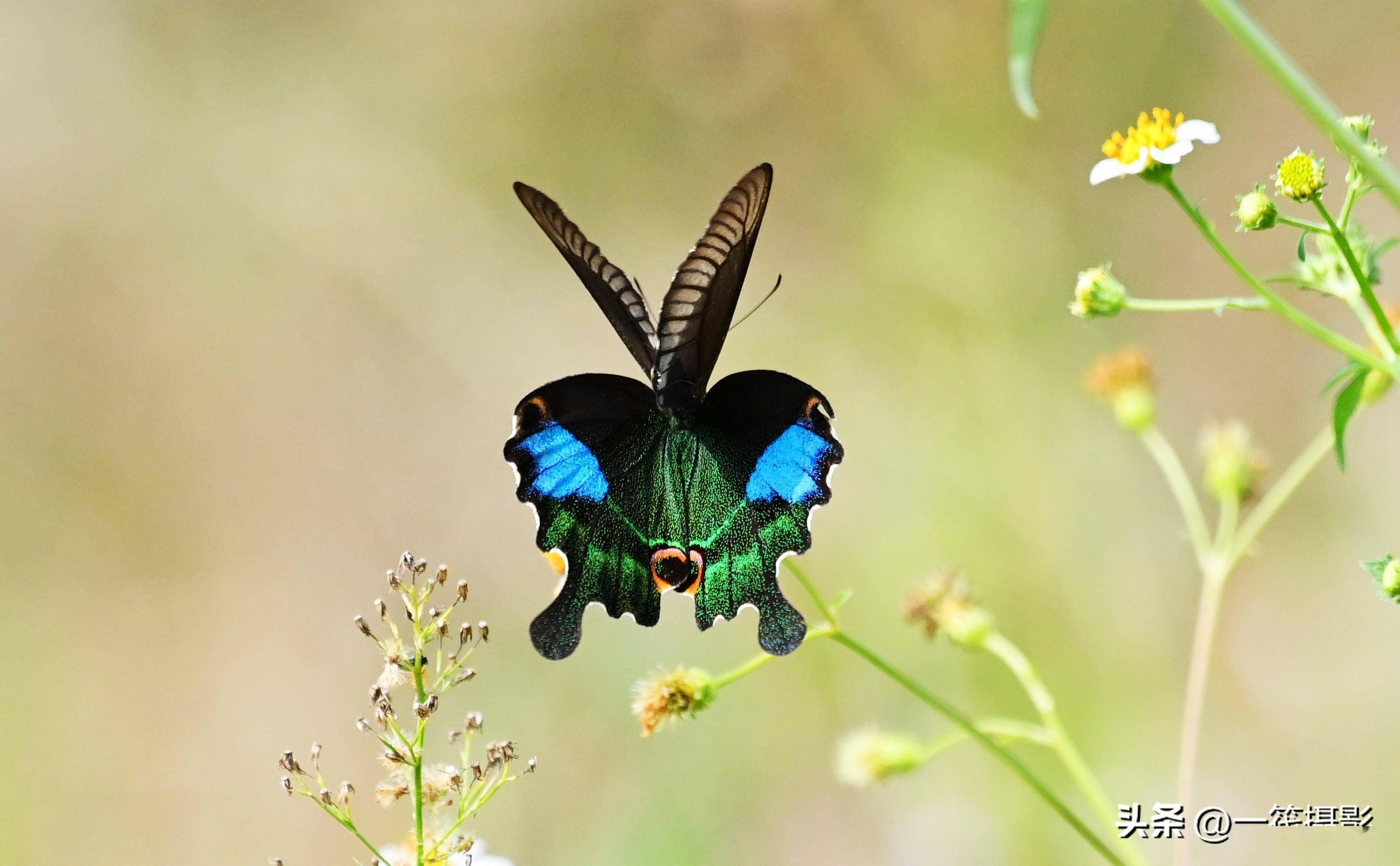 名叫巴黎翠凤蝶的中国本土凤蝶_绿色_黑褐色_模式