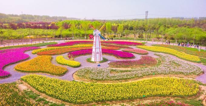 安徽宿州植物园，各色郁金香竞相开放，高处俯览，景色如画