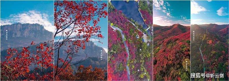 济南南部山区有到了赏红叶的季节，红叶谷的红叶美爆了