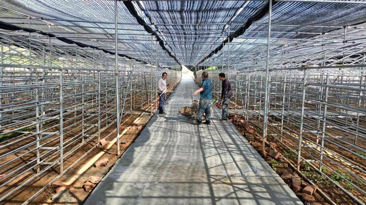 西峡县回车镇:新建香菇种植基地 振兴农村特色产业_庙村_大棚_发展