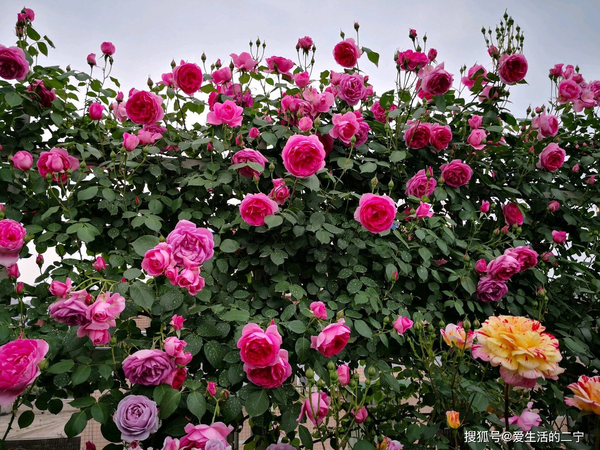 找一面牆,種上幾株藤本大遊行月季,做好5點養護,2年開花成花海插圖