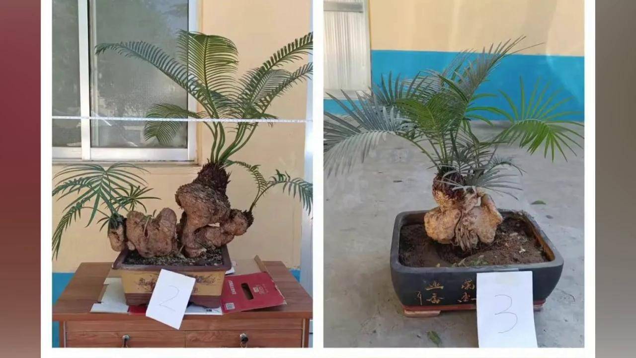 网购一级保护植物"石山苏铁",淄博抓获三人_买卖_案件_虚荣心