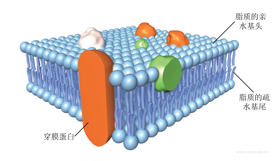 膜蛋白在生物膜中分布的7种方式图丨肾上腺素作用原理图丨生长素作用