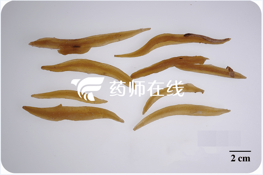 快速鉴别丨天冬和麦冬一字之差，功效有别_黄白色_块根_特点