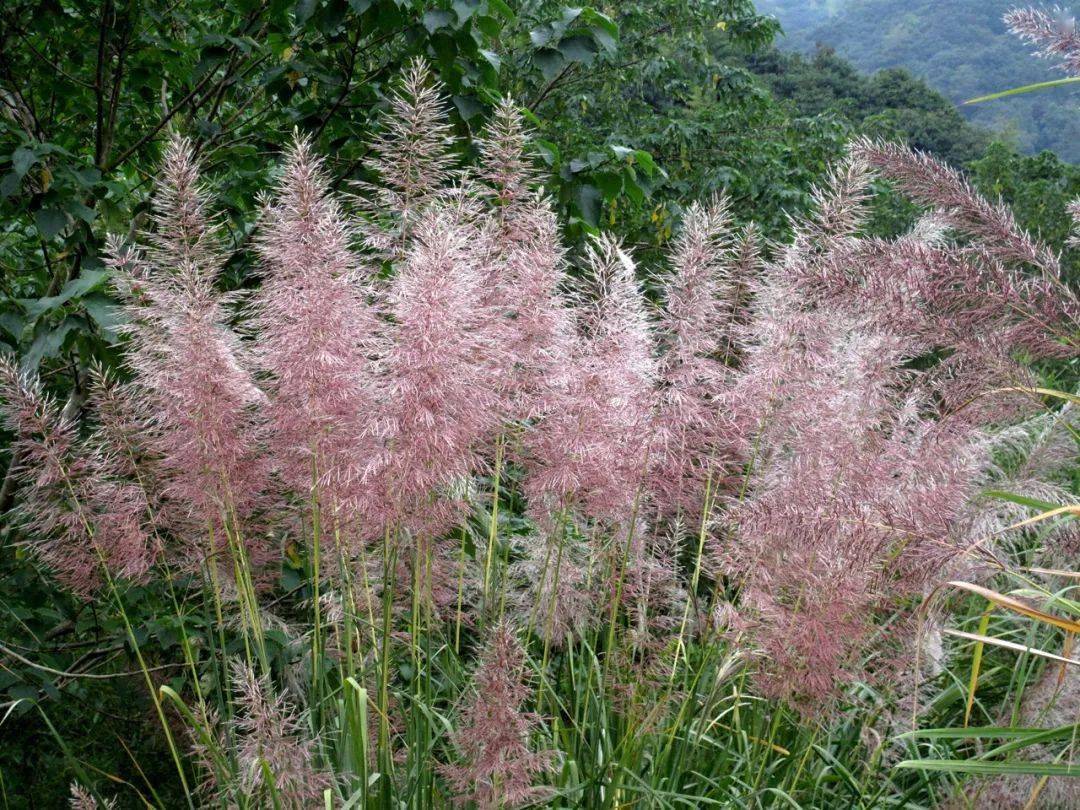 67斑茅,本土的大号"粉黛乱子草,_花序_林海伦_紫色