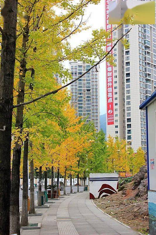 瓦窑小区_金色_东西