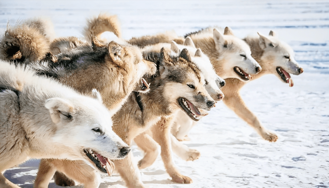 俄罗斯灰狼泛滥成灾,当地爆发人狼大战,那狼群会入侵我国吗?