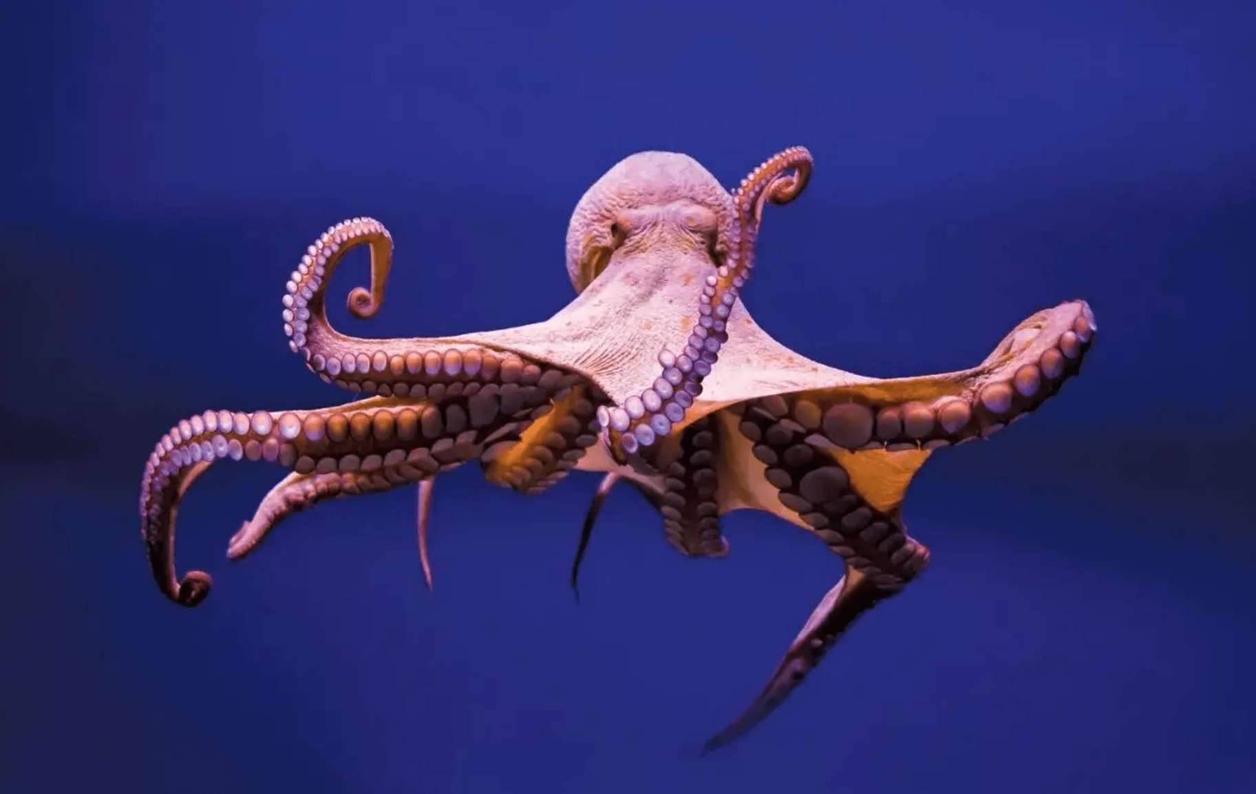 人类_受精卵_来自