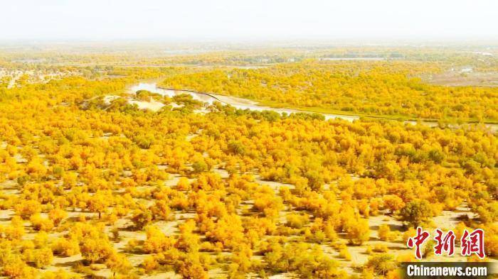 新疆塔里木河两岸胡杨林景色美如画