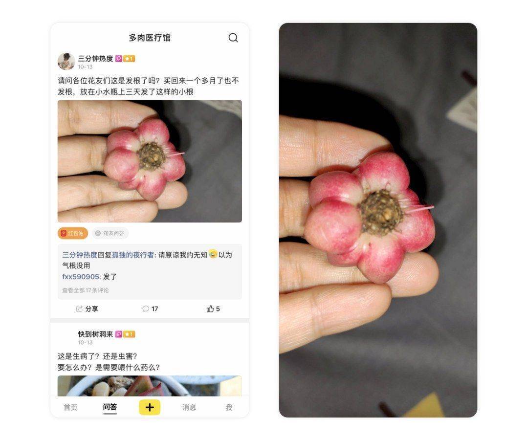 船主花园丨蚧壳虫和实菌性疾病需要在家里备哪些药剂呢？