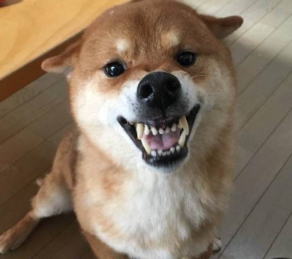 柴犬_时候_方面