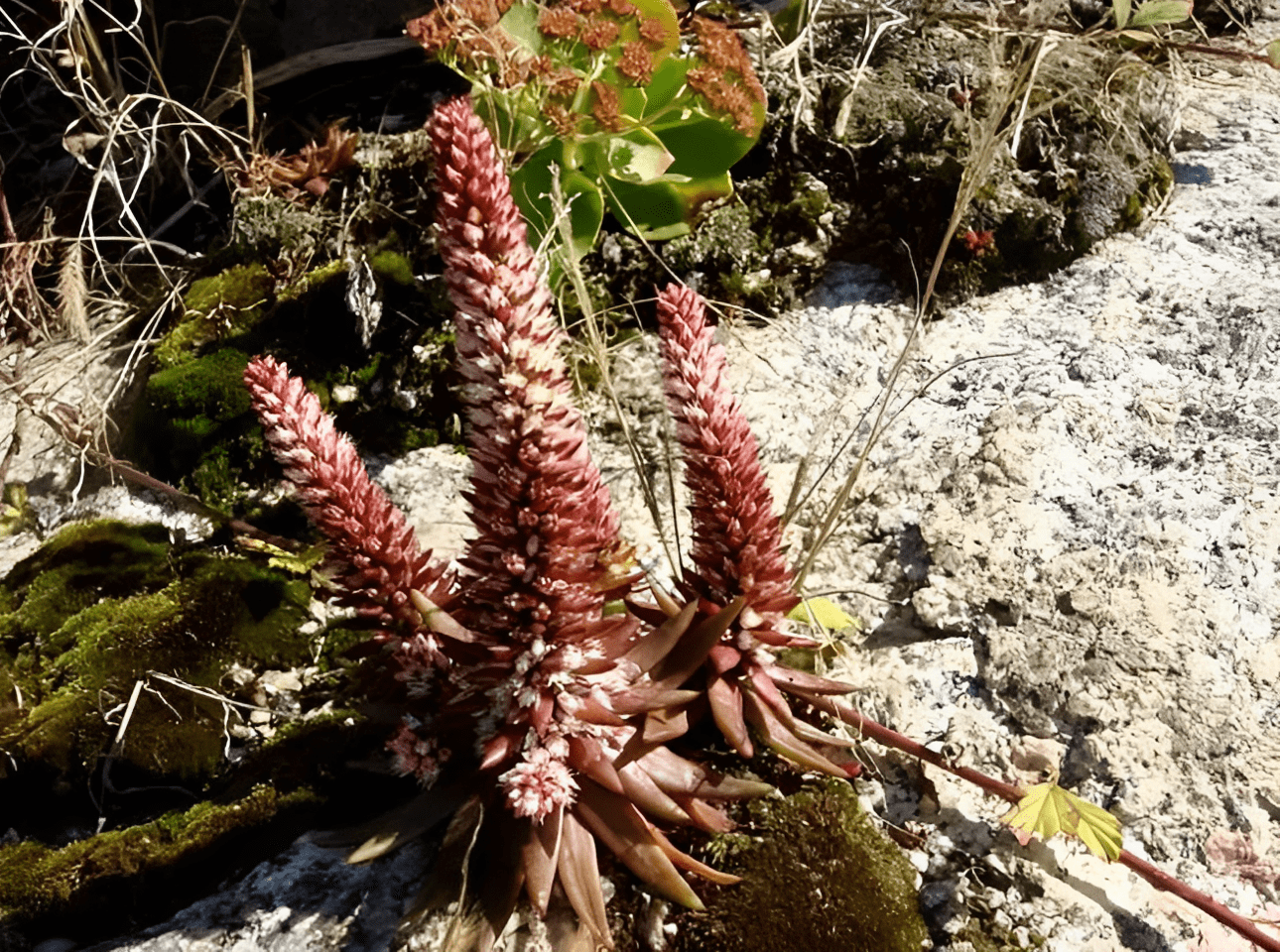 在农村瓦房上繁殖一片,人称"瓦松",不要去破坏,遇