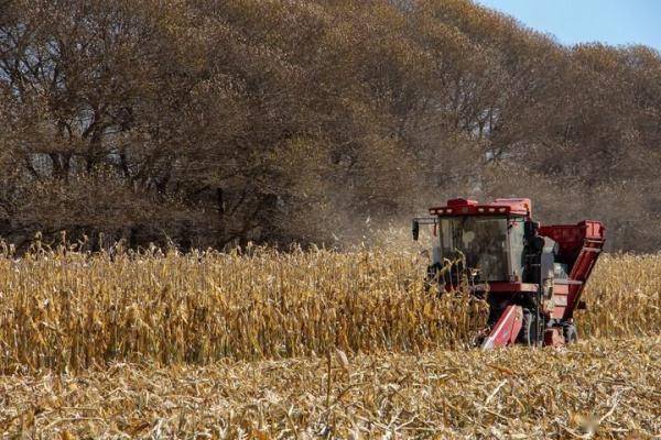 声视讯蒙｜内蒙古通辽玉米迎丰收_奈曼旗_操作_收割机