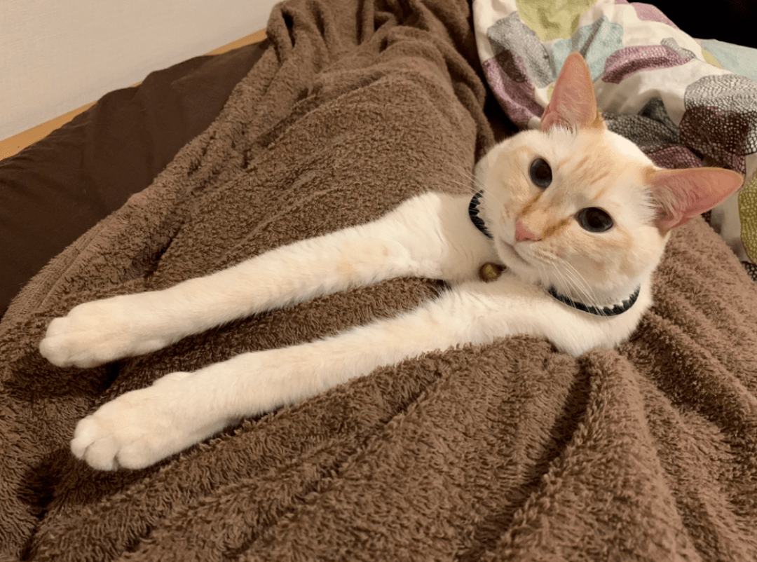 一伸出来我就惊呆了!_猫猫_猫咪_对比