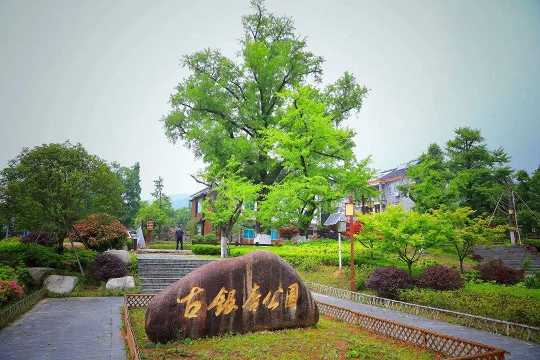 让我们,相遇在八都岕的秋日_银杏_图片_公园