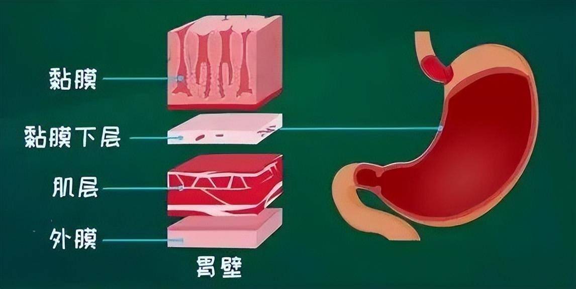 胃壁从内到外可分为4层