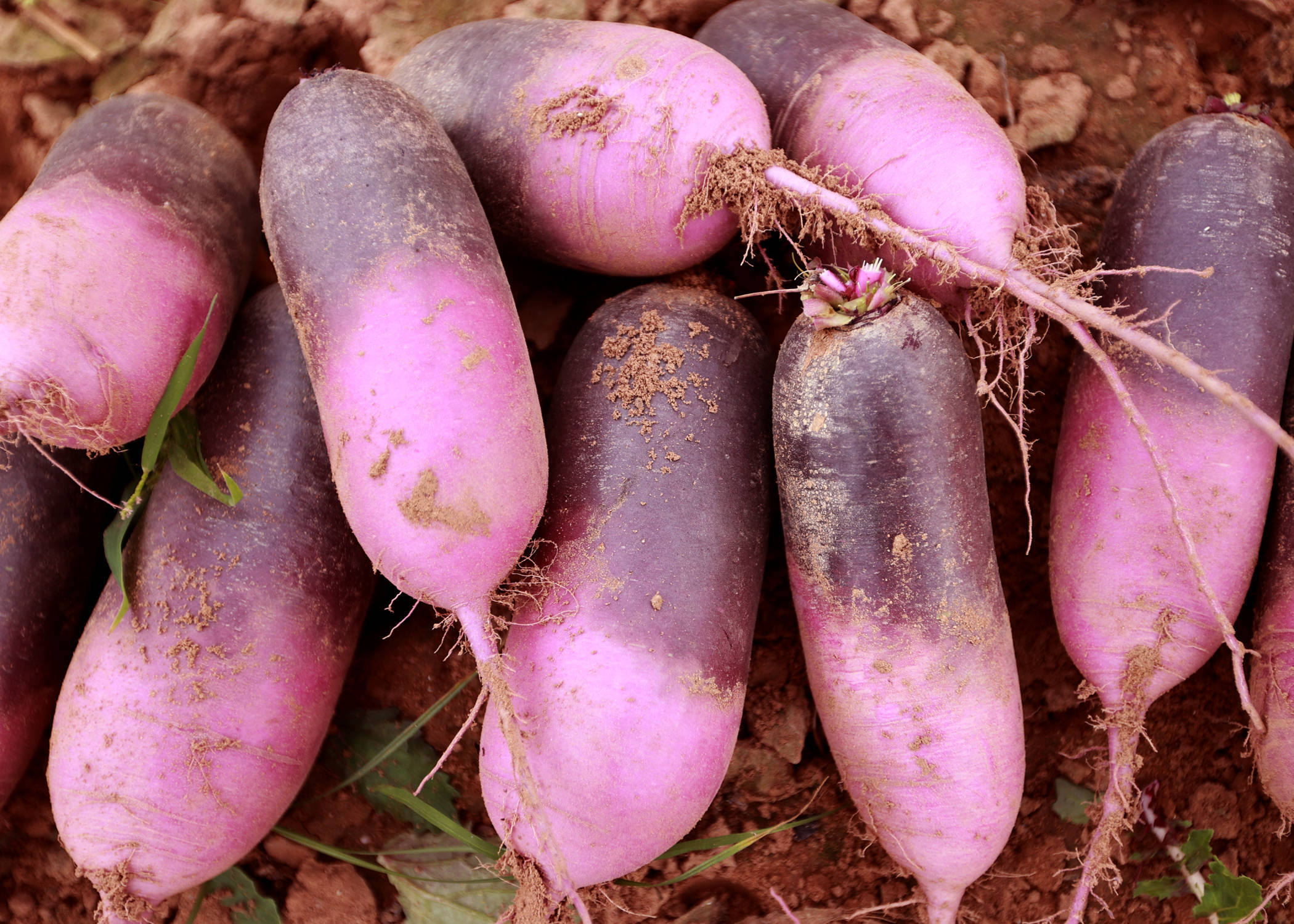 陕西大荔沙苑鲜食水果"冰淇淋萝卜"走俏市场_青睐_新品种_生食