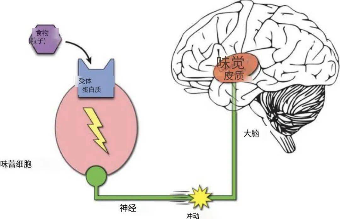 作用于味觉受体,经过细胞内信号传导,神经传递把味觉信号分级传达到