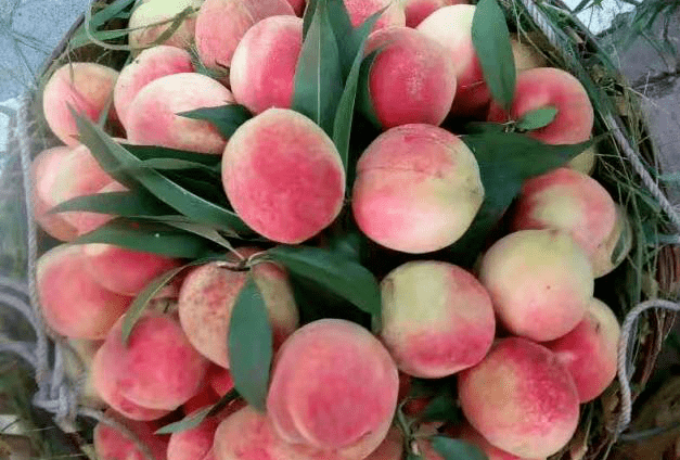 78 南山村水蜜桃由于海拔较高,南山村里的桃树赏花期会比穆云虎头的