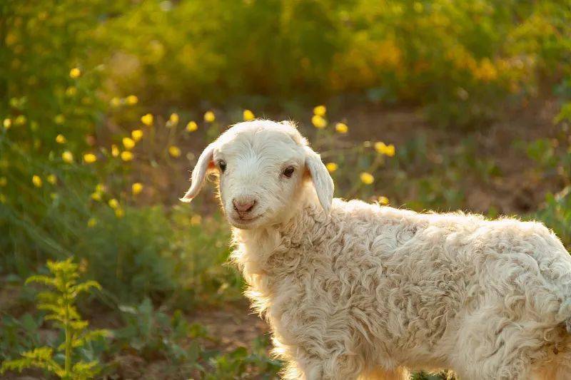 小羊的皮毛像炭火那样微微发热.