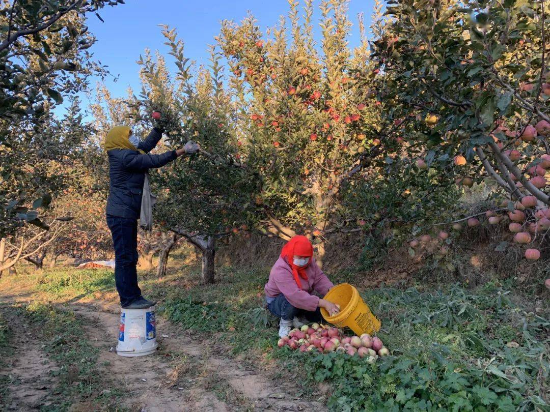 10月18日,记者走进平定县岔口乡理家庄村的苹果园看到,一个个色泽深红