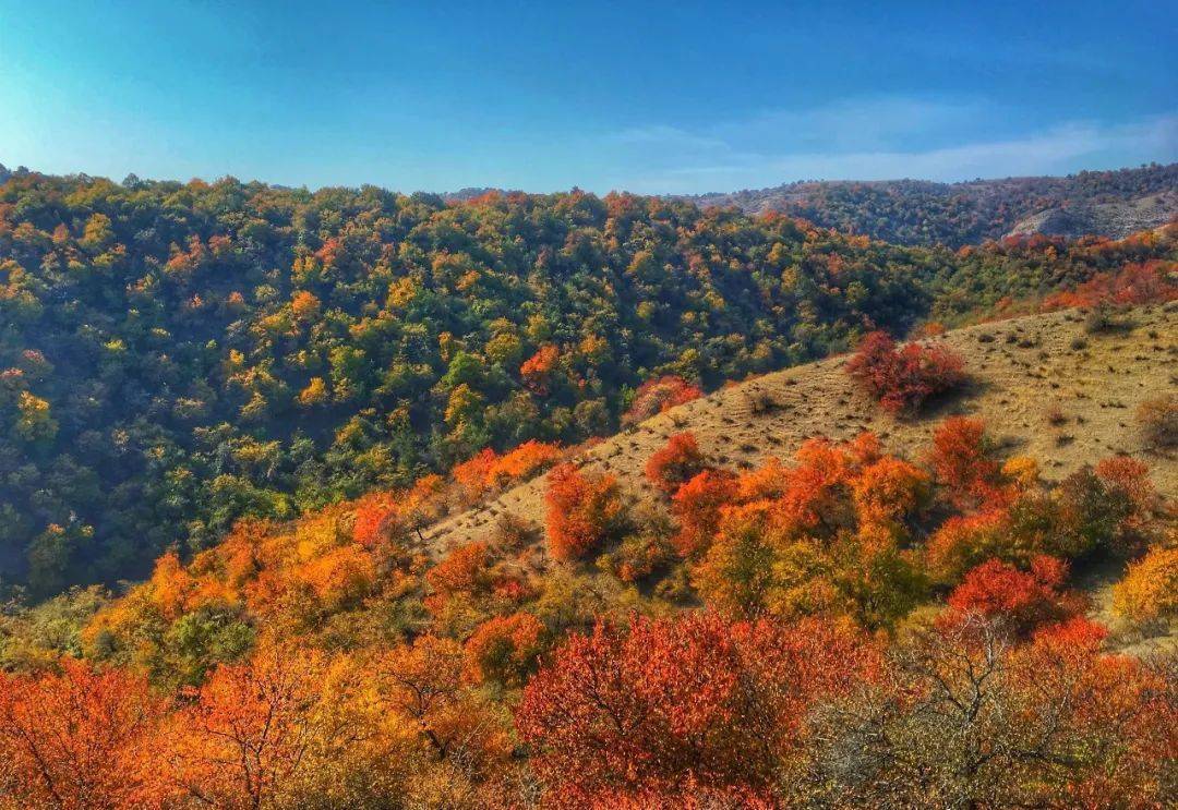 伊犁的秋天是一幅多彩的画_苹果_伊宁_农田