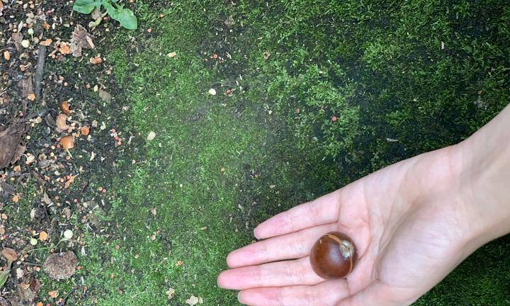 准备上山的陈爷爷则说麻栎果不能乱吃:"麻栎果能榨油.