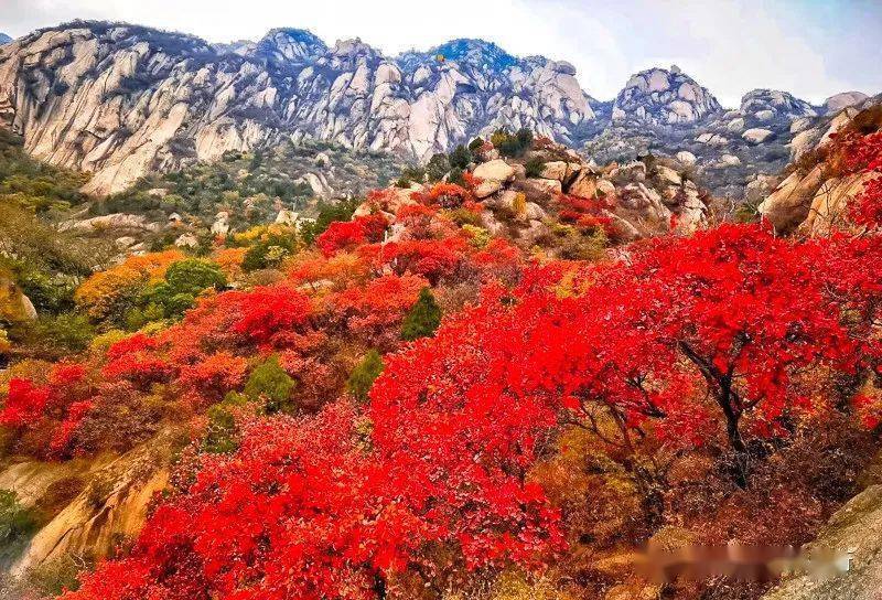 武安红叶岭风景区图片