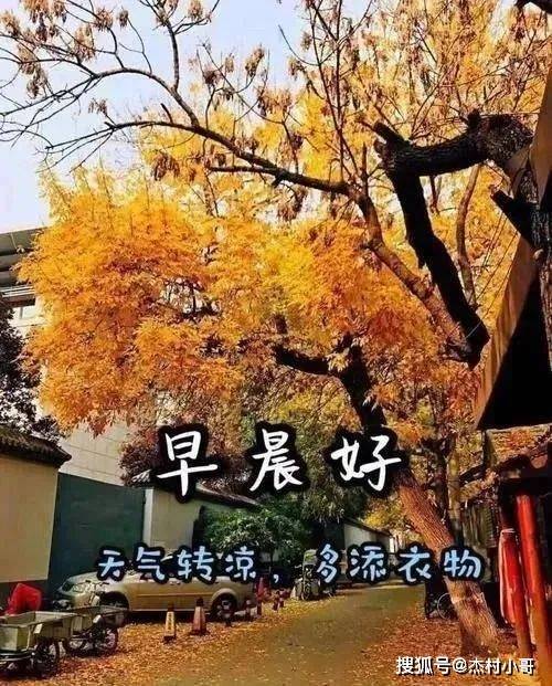 秋菊问候早安图片图片