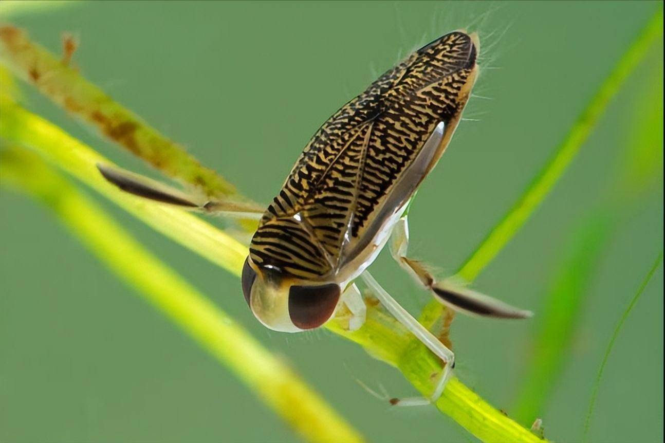 如果单从体型上来说的话,划蝽的声音可不算小,它们小小的12毫米的