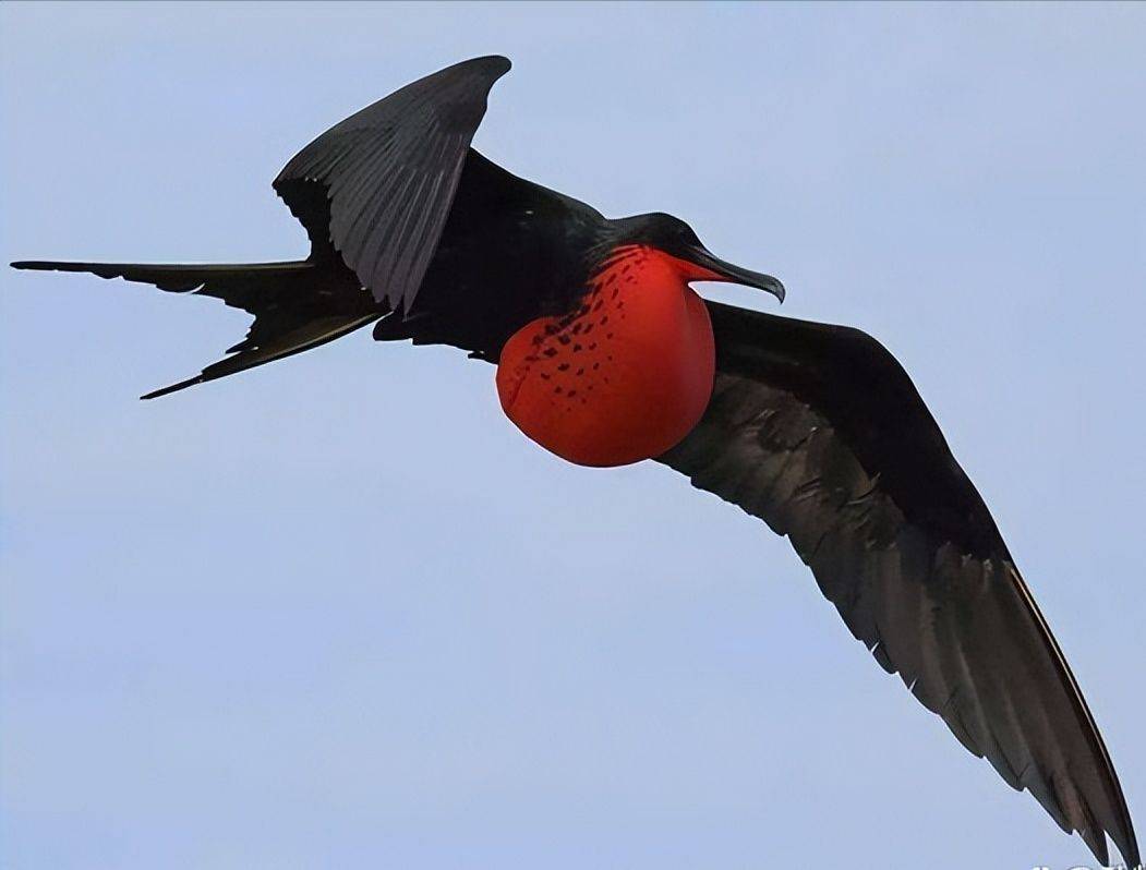 自带气球、还会自己吹气球的鸟儿，你知道是哪一种吗？_搜狐网, image size:1051x798