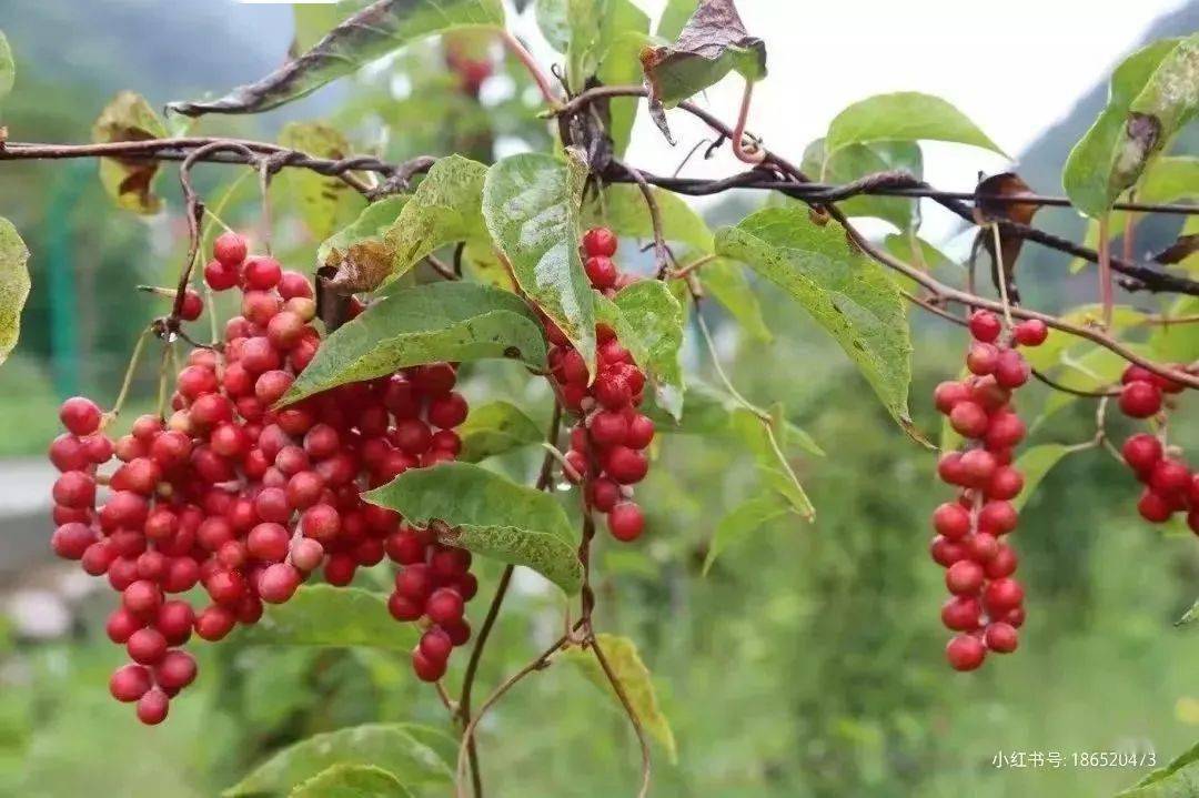 中藥味嘗一串寶雞周邊深山的五味子01寶雞的大地是一場豐收的盛宴秋色