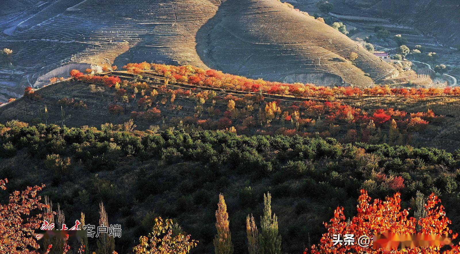 "中国羊谷,善美环州",金秋十月的环县层林尽染,秋色醉人.