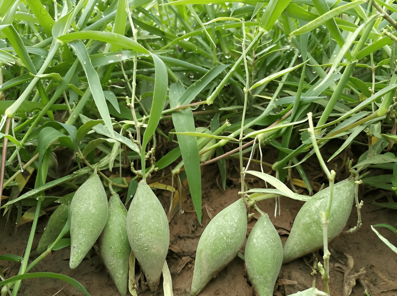 农村有1种"羊奶瓜",落在地面生长,儿时常采摘,如今一样珍贵_果子_花友