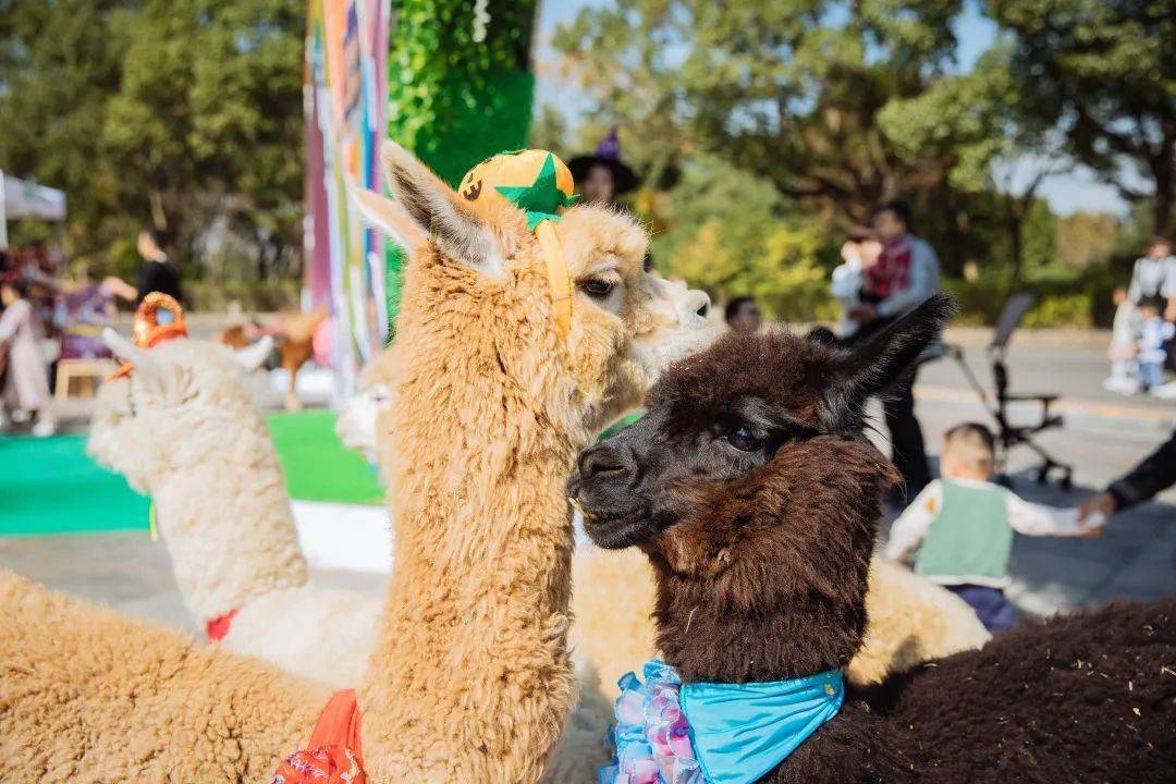 【特價門票|寧波野生動物園】僅108元起,開啟奇幻歡樂時光~萌獸變裝