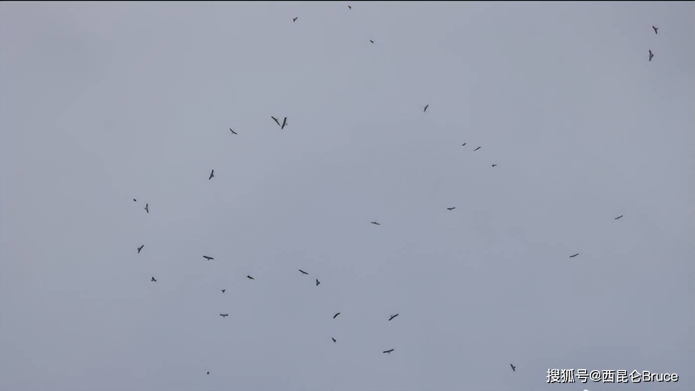 是地震的预兆吗?？大连出现罕见鹰柱现象，近5万只猛禽密集汇聚