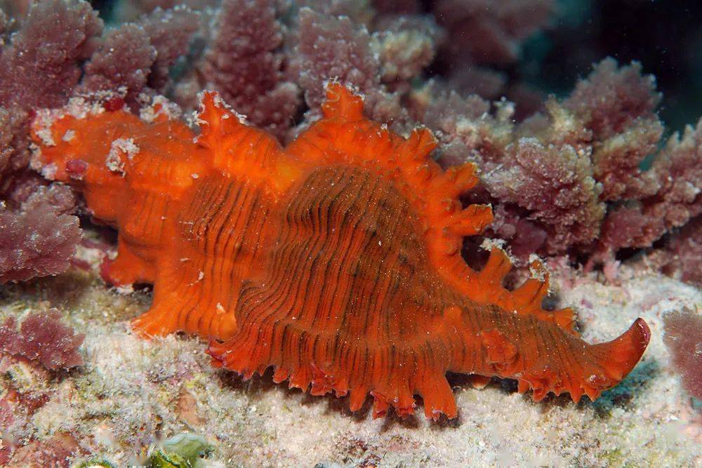 图源:inaturalist · uwkwaj分布及栖息地秀美棘螺