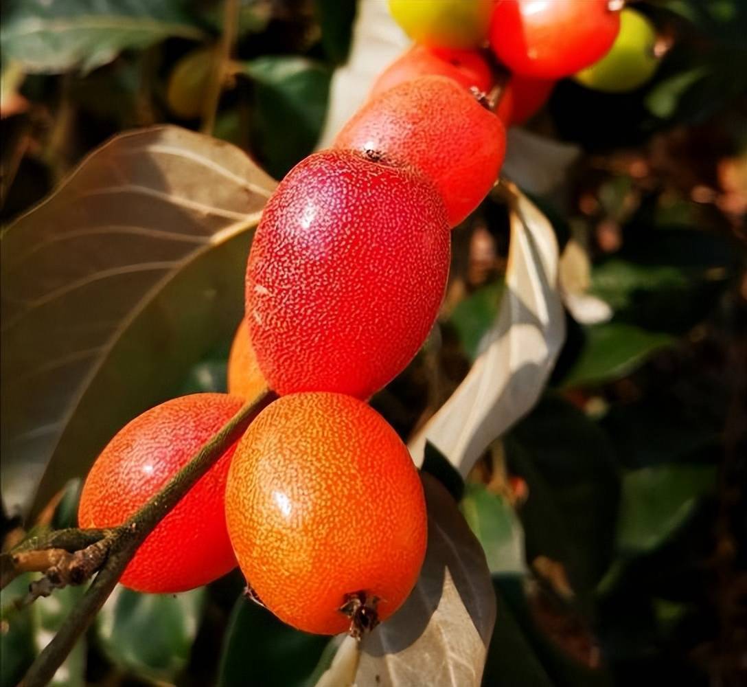 竹生羊奶子是什么?是羊奶果吗?消失了106年,在云南天坑再次发现