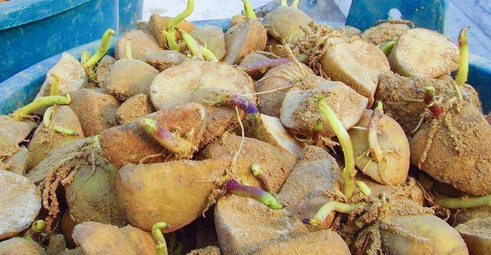 土豆的种植方法就是这么简单,就4个步骤,赶紧收藏_种子_芽眼_时候