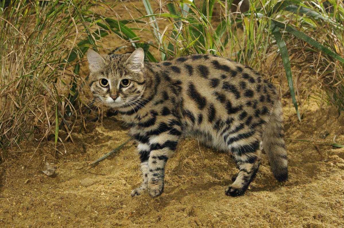 世界上最小的猫，体重最大不到四斤，外表可爱却能一顿吃掉半斤肉_搜狐网, image size:1199x796