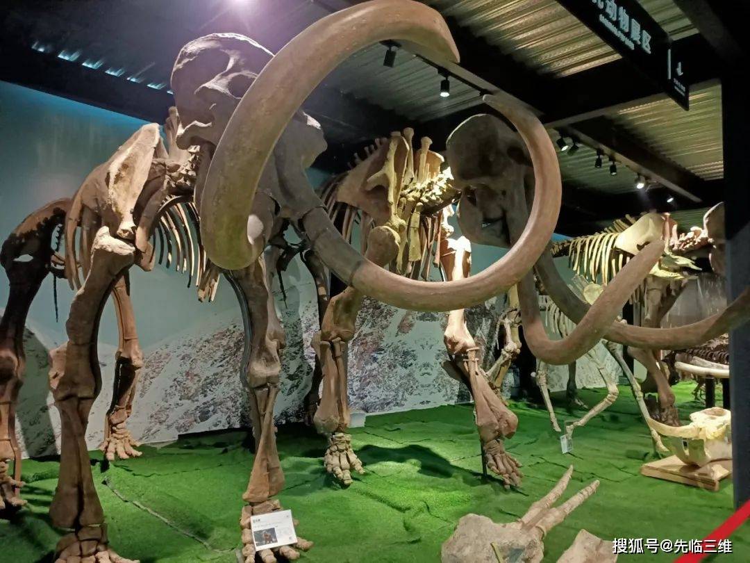 先临三维×崇州天演博物馆 | 三维扫描仪开启文物遗产保护新高度!