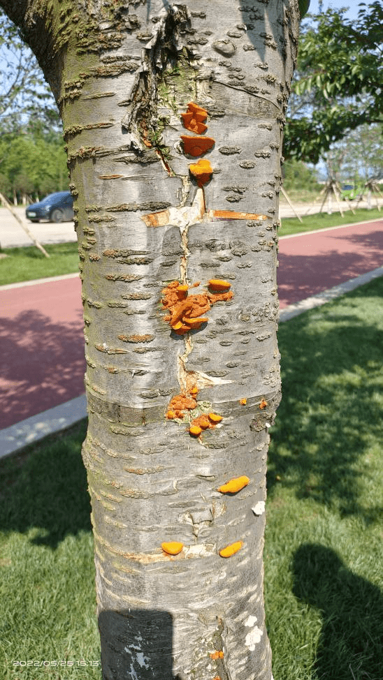 園林植保丨櫻花樹木腐菌防治及修補_樹幹_進行_木質部